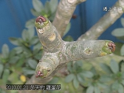 08冬天的雞蛋花.jpg