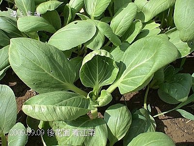24青江菜.jpg