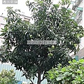 06  2010年5月24日後花園的芒果.jp