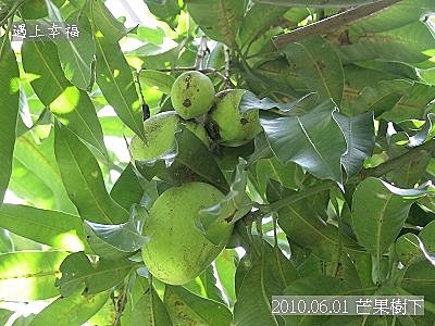 02 芒果樹下.jpg