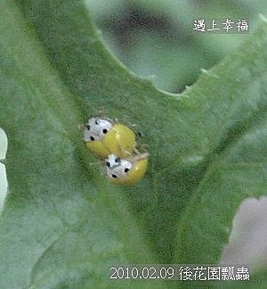 03 20100209 後花園瓢蟲.jpg