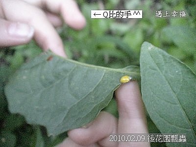 02 20100209 後花園瓢蟲.jpg