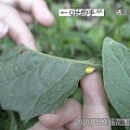 02 20100209 後花園瓢蟲.jpg