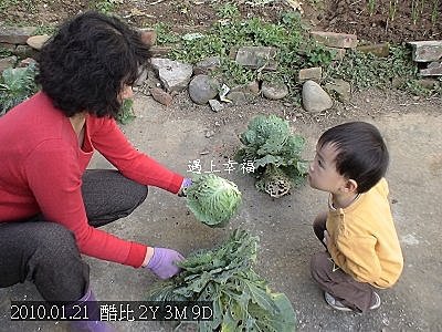 06酷比拔高麗菜.jpg