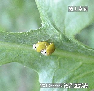 01 20100209 後花園瓢蟲.jpg