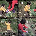 05酷比拔高麗菜.jpg