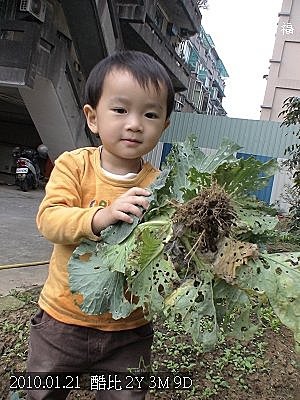 04酷比拔高麗菜.jpg