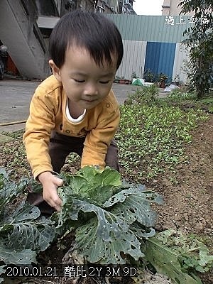 03酷比拔高麗菜.jpg