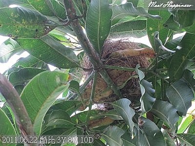 02-2011.06.22鳥窩12.jpg