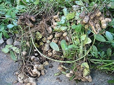 5拔花生.jpg