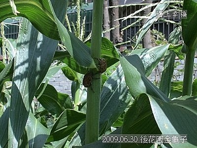 12 2009.06.30 後花園金龜子.jpg
