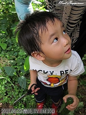 04-2011.06.22香水檸檬10.jpg