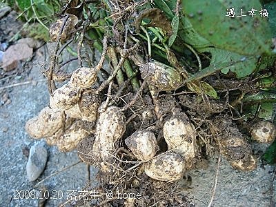 4拔花生.jpg