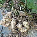 4拔花生.jpg