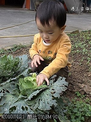 02酷比拔高麗菜.jpg