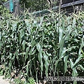 11 2009.06.30 後花園玉米田.jpg