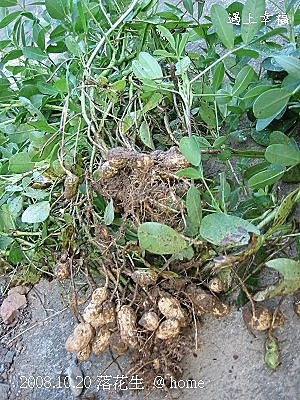 3拔花生.jpg