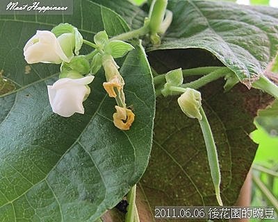 03-2011.06.06 後花園的豌豆 06.jp
