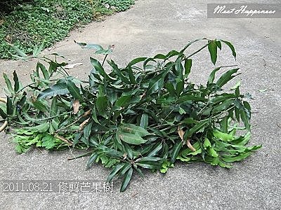 01-2011.08.21 修剪芒果 13.jpg