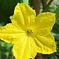 11-2011.05.27-12 小黃瓜.jpg