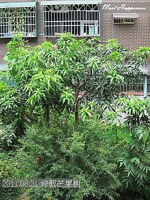 02-2011.08.21 修剪芒果 12.jpg