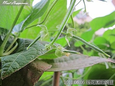 04-2011.06.06 後花園的豌豆 05.jp