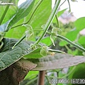 04-2011.06.06 後花園的豌豆 05.jp