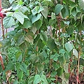 05-2011.06.06 後花園的豌豆 04.jp