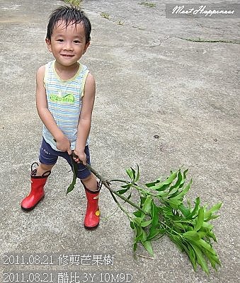 03-2011.08.21 修剪芒果 11.jpg