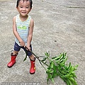 03-2011.08.21 修剪芒果 11.jpg