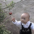 16 酷比@home 石榴.jpg