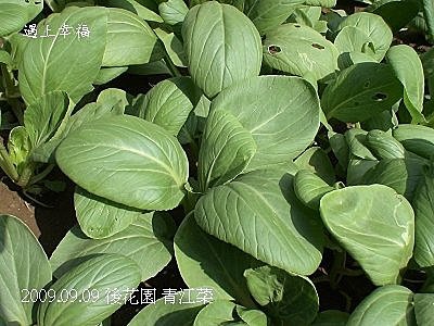 23青江菜.jpg