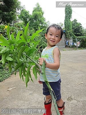 04-2011.08.21 修剪芒果 08.jpg