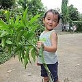 04-2011.08.21 修剪芒果 08.jpg