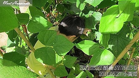 14-2011.05.27-10 小黃瓜.jpg