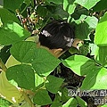 14-2011.05.27-10 小黃瓜.jpg