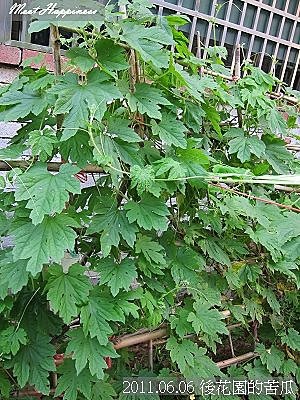 07-2011.06.06後花園苦瓜 02.jpg