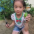 11-2011.06.22香水檸檬02.jpg