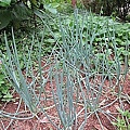05-2011.08.31 蔥 21.jpg
