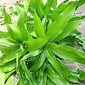06-2011.08.21 修剪芒果 07.jpg