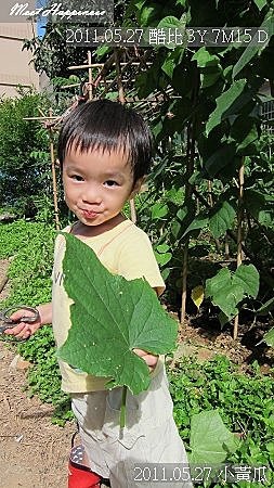 15-2011.05.27-09 小黃瓜.jpg