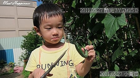 16-2011.05.27-08 小黃瓜.jpg