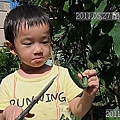 16-2011.05.27-08 小黃瓜.jpg