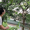 07-2011.08.21 修剪芒果 06.jpg