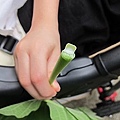 06-2011.08.31 無花果20.jpg