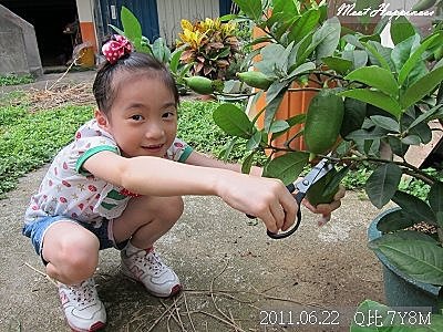 12-2011.06.22香水檸檬01.jpg