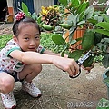 12-2011.06.22香水檸檬01.jpg