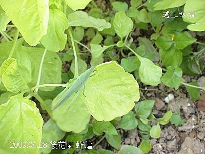 蚱蜢.jpg