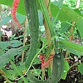 17-2011.05.27-07 小黃瓜.jpg
