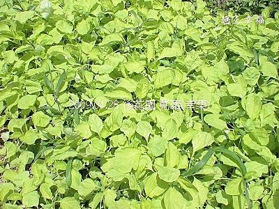 莧菜(幸菜).jpg